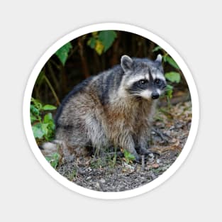 Diurnal Raccoon Poses on the Gravel Magnet